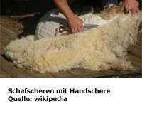 Schafscheren mit Handschere