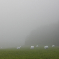 Dichter Nebel im Herbst